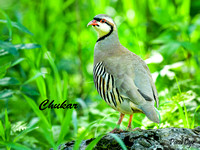 ChukarLW