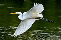 Water Birds