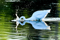 Birds-water (10)