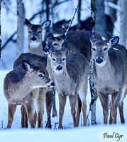 Deer (4)