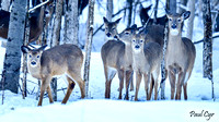 Deer (2)