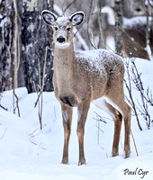 Deer (10)