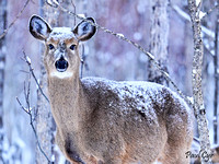 Deer (11)