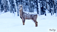 Deer (12)