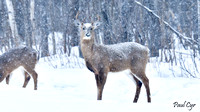 Deer (13)