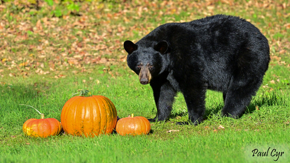 Bears (5)