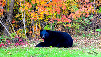 Bears (3)