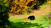 Bears (7)