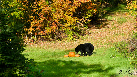 Bears (7)