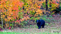 Bears (2)