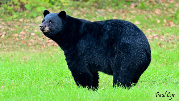 Bears (8)