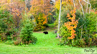 Bears (9)