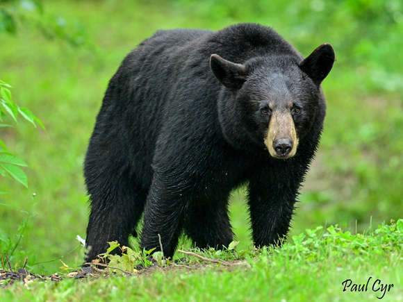 Bears (12)
