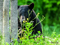 Bears (15)