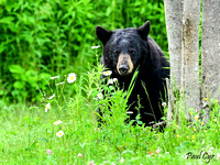 Bears (16)