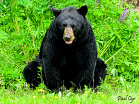 Bears (18)