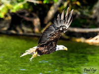 Eagles (3)