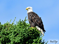 Eagles (1)