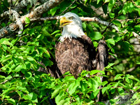 Eagles (4)