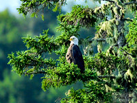 Eagles (6)