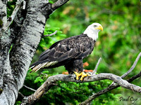 Eagles (14)