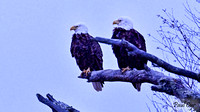 Eagles (17)