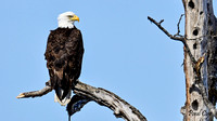 Eagles (18)