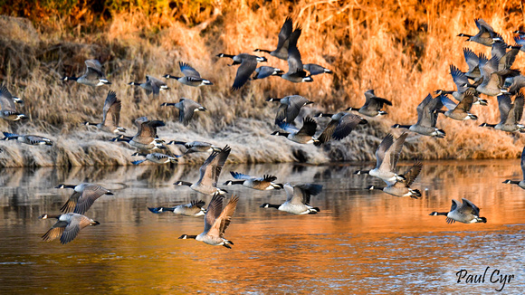 Water Birds (4)