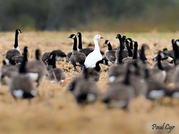 Water Birds (10)