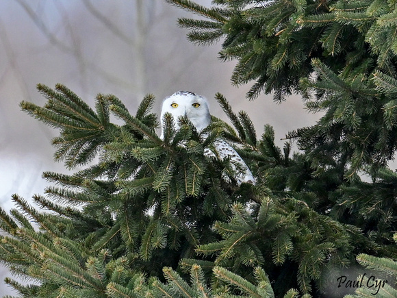 Owls (7)