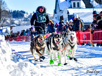 Sled dogs (5)
