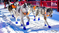 Sled dogs (4)