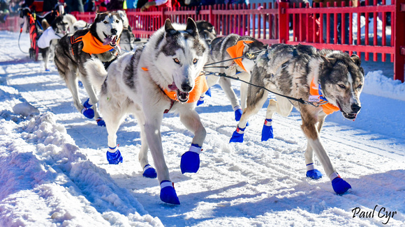 Sled dogs (4)