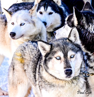 Sled dogs (8)
