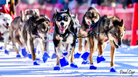 Sled dogs (1)