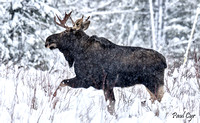 Moose (1)