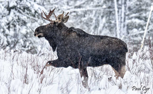 Moose (1)