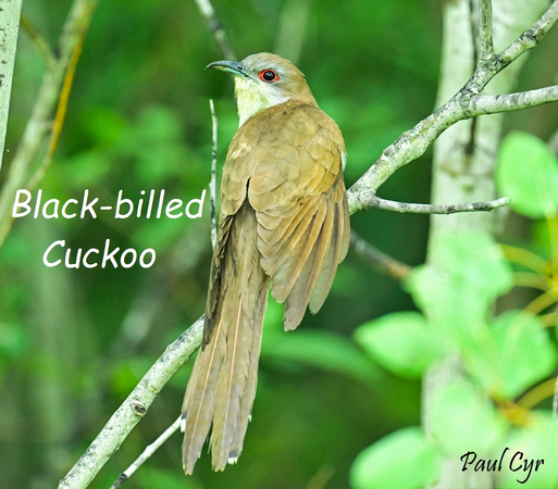 Black-billed Cuckoo
