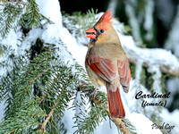 Cardinal femaleLW