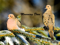 Dove MourningLW