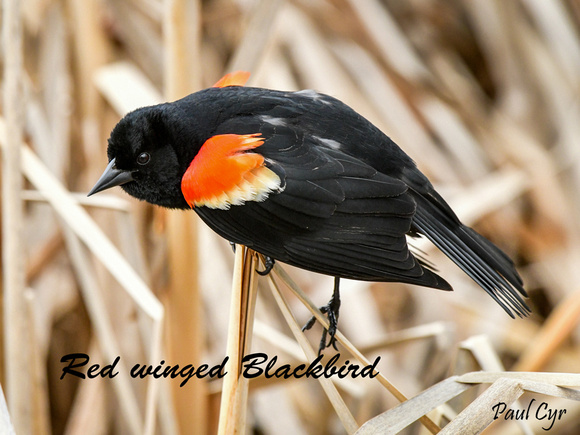 Blackbird Red-wingedLW