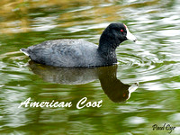 Coot AmericanLW